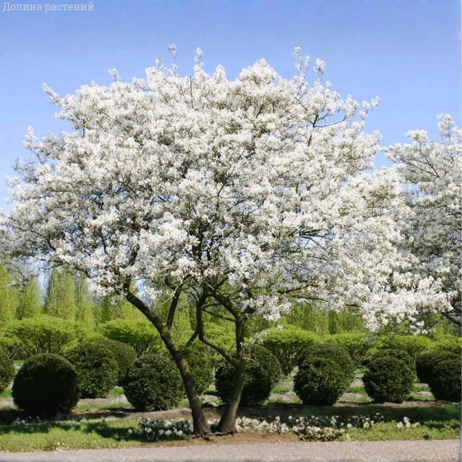 Ирга Ламарка, С3 - Dolinasad.by