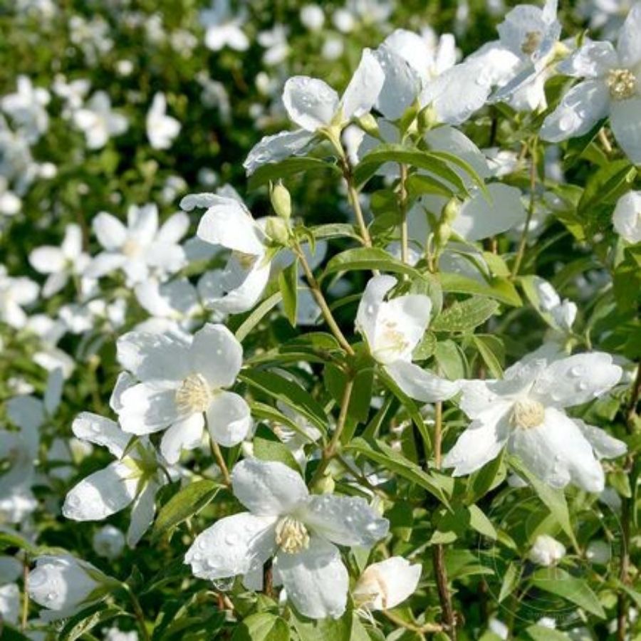 Чубушник Силберреген, С3 - Dolinasad.by