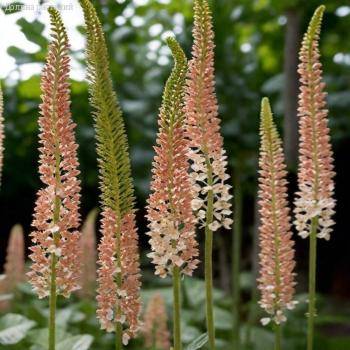 Эремурус Романс - Dolinasad.by