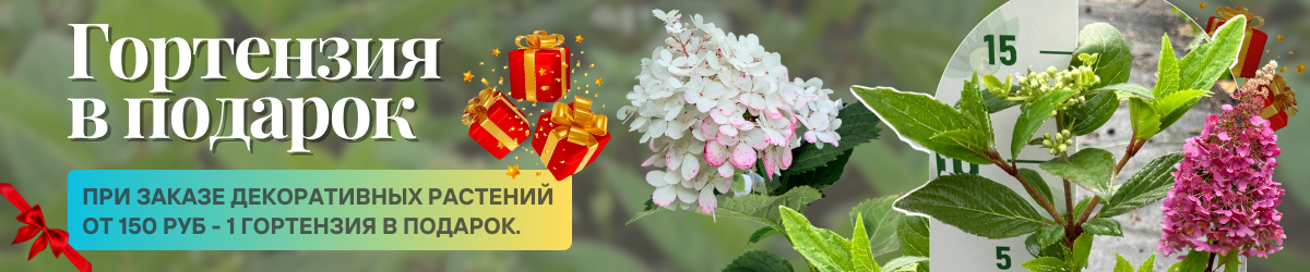 декоративные подарок 