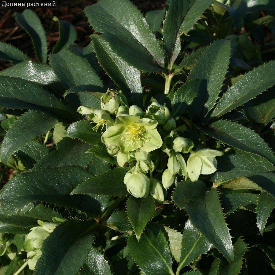 Морозник Грин Дварф - Dolinasad.by