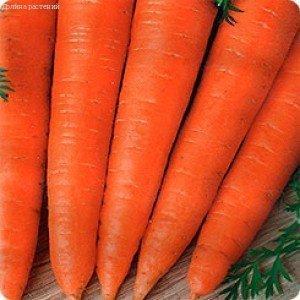 Морковь Красный великан (Роте Ризен) фото