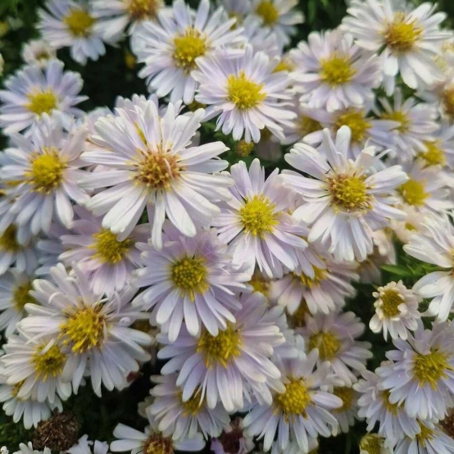 Астра кустарниковая Шнеекисен - Dolinasad.by