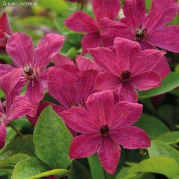 Клематис Экспандер - Dolinasad.by