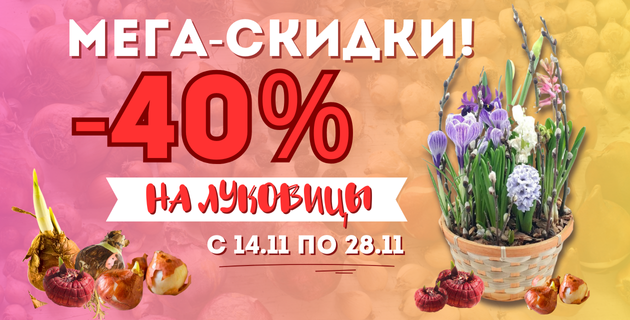 🔥МЕГА-РАСПРОДАЖА. ЛУКОВИЦЫ -40%🌷