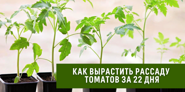 Как вырастить рассаду томатов за 22 дня🍅