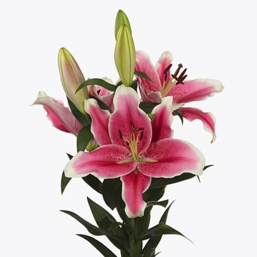 Лилия Эль Капитан - Dolinasad.by