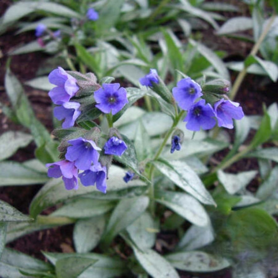 Медуница Самурай - Dolinasad.by