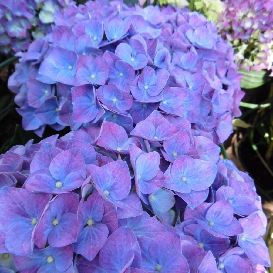 Гортензия крупнолистная Джип Блю Гортензия крупнолистная Джип Блю - Dolinasad.by