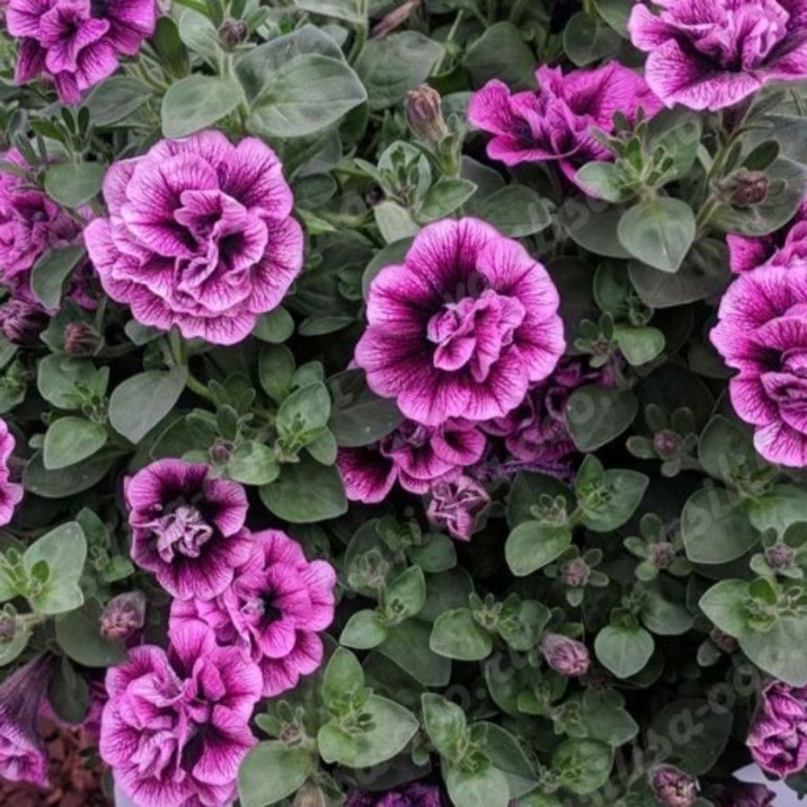 Петуния Свитсаншайн Компат Хот Пинк Вейнс - Dolinasad.by