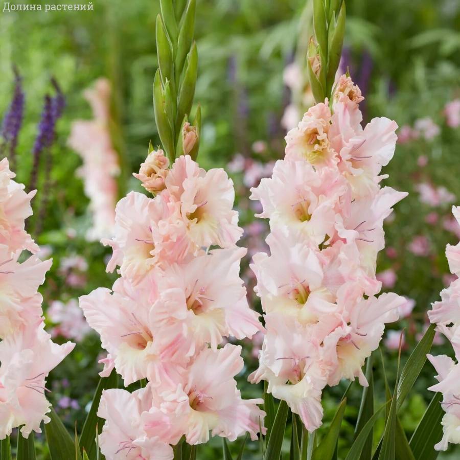 Гладиолус Розовая молния - Dolinasad.by