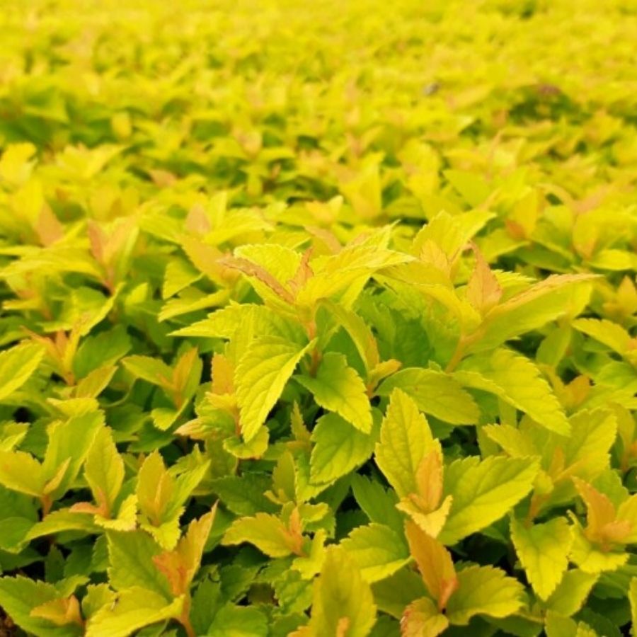 Спирея японская Голден Джек С1,5 - Dolinasad.by