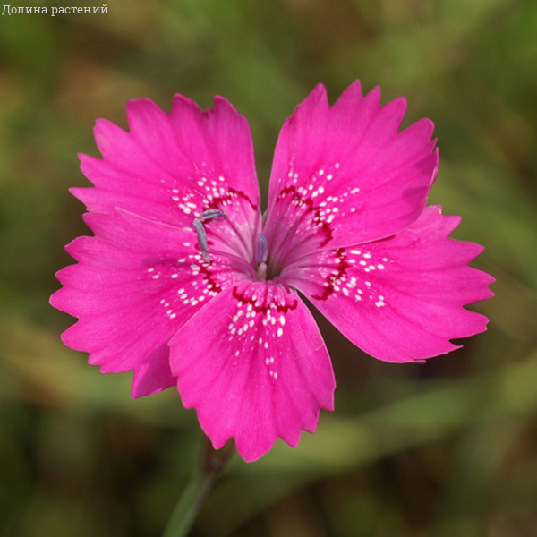Гвоздика травянка "Розеа" фото