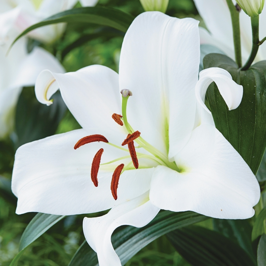 Лилия Замбези Лилия Замбези - Dolinasad.by