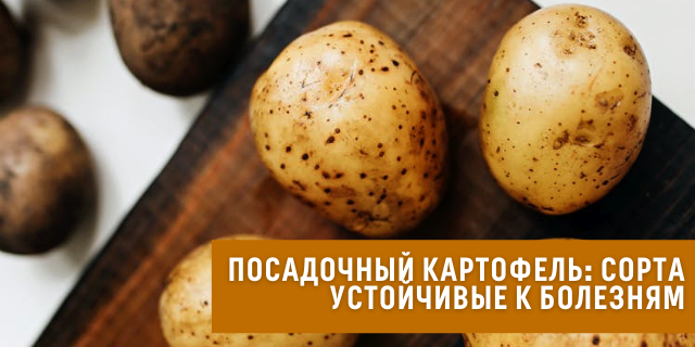 Картофель: описание, сорта и выращивание – садовый блог и статьи