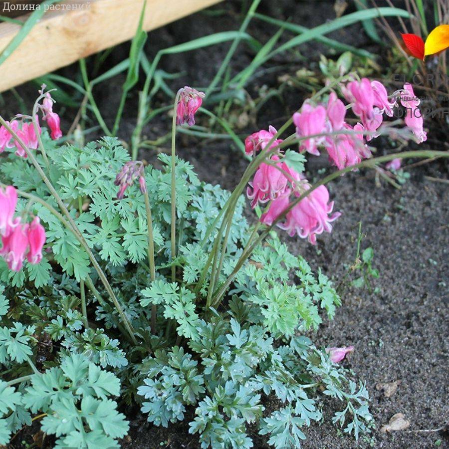 Дицентра формоза Адриан Блум - Dolinasad.by