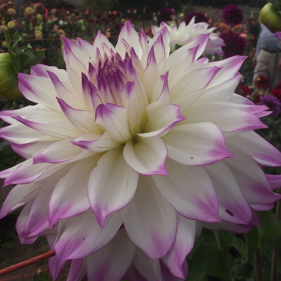 Георгина Фернклифф Иллюжн - Dolinasad.by