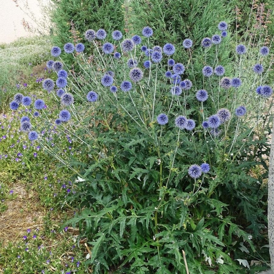 Мордовник обыкновенный - Dolinasad.by