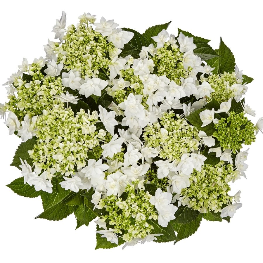 Гортензия крупнолистная Финия, С2 - Dolinasad.by