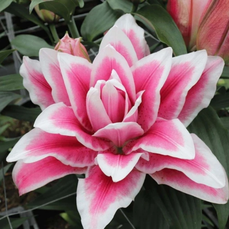 Лилия Роузлили Олимпия Лилия Роузлили Олимпия - Dolinasad.by