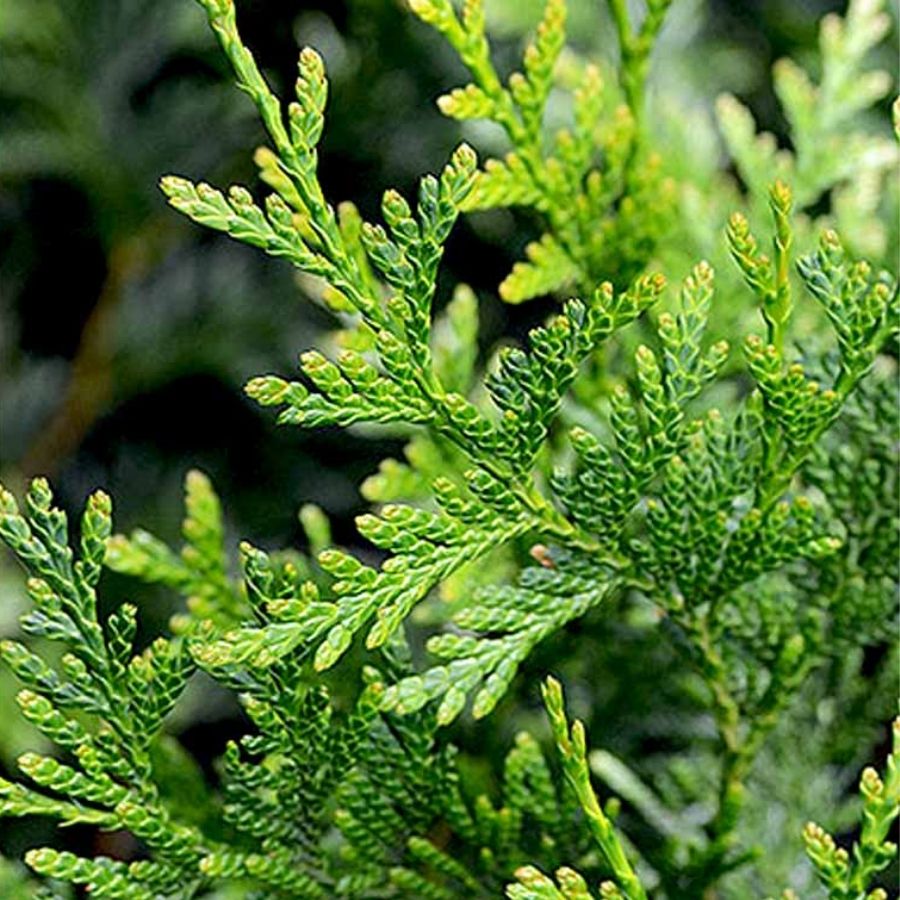 Туя складчатая Атровиренс, С3 - Dolinasad.by