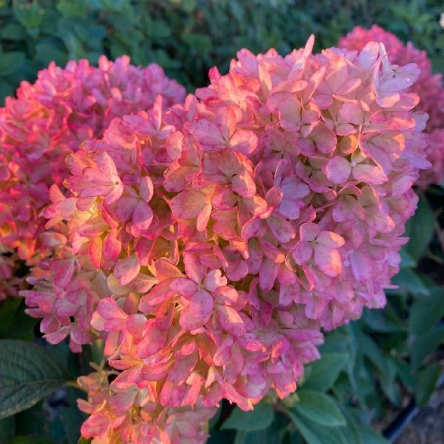 Гортензия метельчатая Петит Флори, С3 - Dolinasad.by