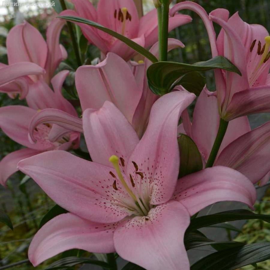 Лилия Пачано - Dolinasad.by