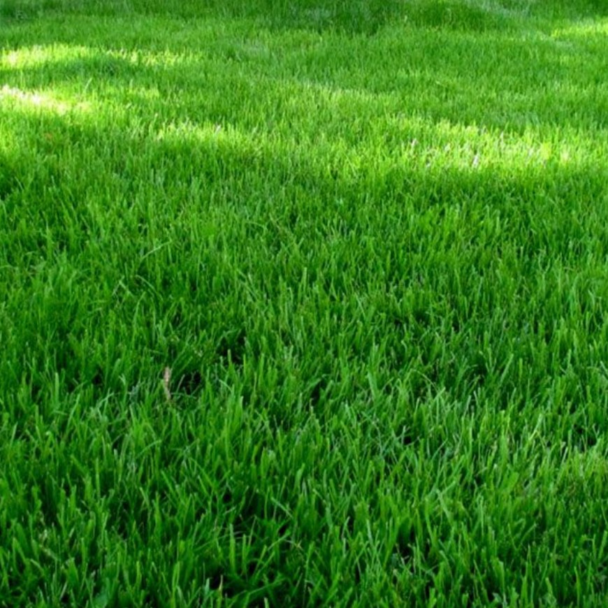 Газонная трава Смесь для солнечного участка SUNSHINE, 1 кг - Dolinasad.by