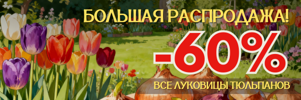 ТЮЛЬПАНЫ -60 ТЮЛЬПАНЫ -60