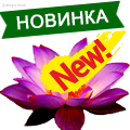 Новинки цветов! - Dolinasad.by