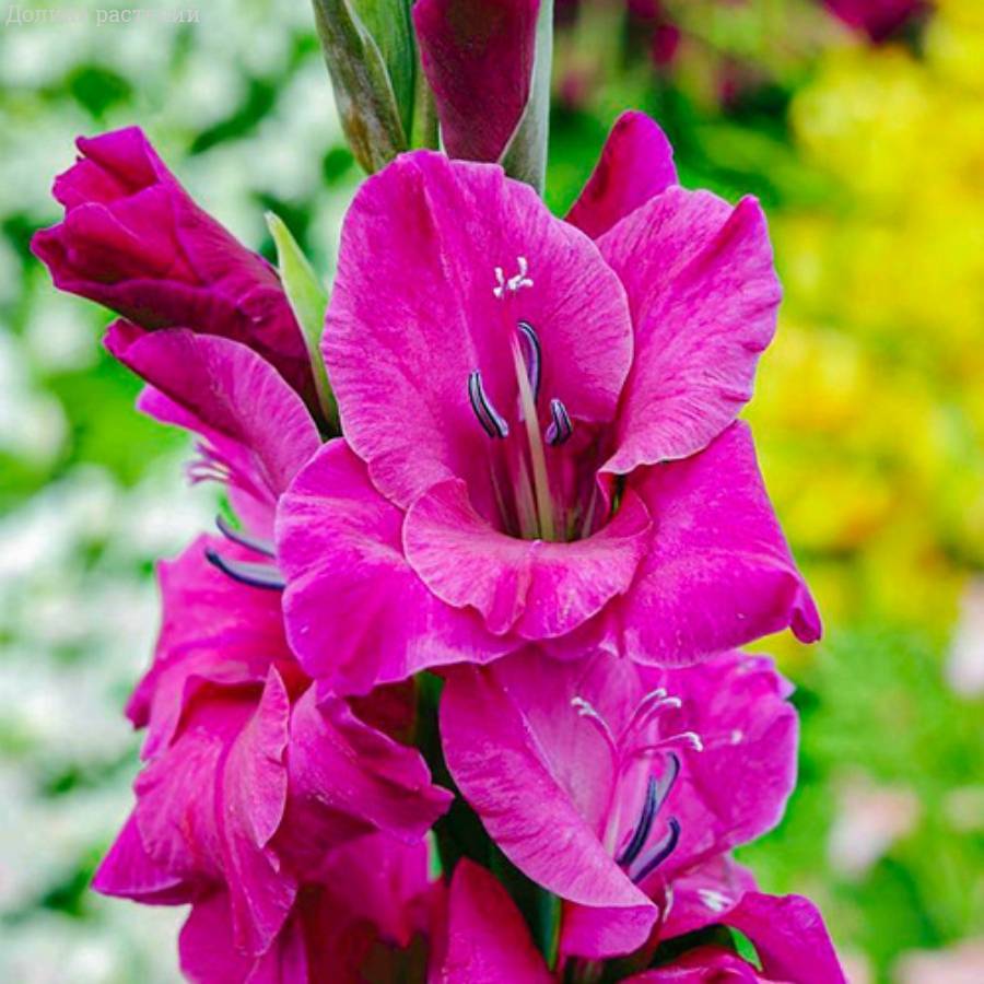 Гладиолус Фиделио - Dolinasad.by