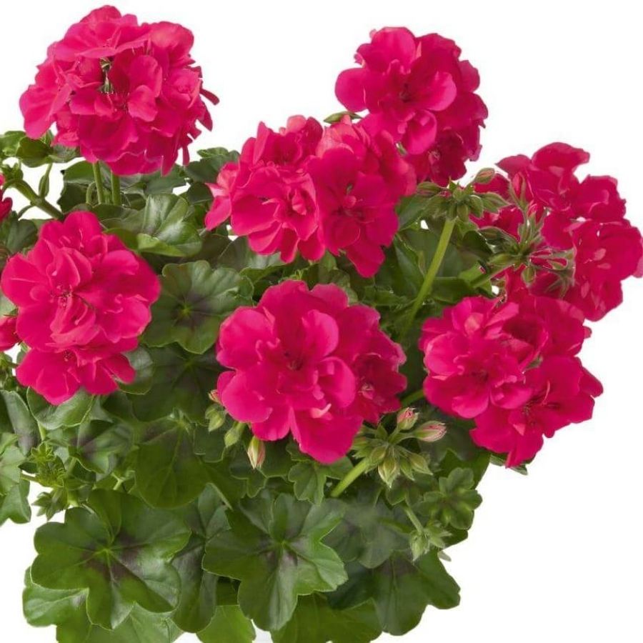 Пеларгония ампельная Санфлорис Пинк - Dolinasad.by