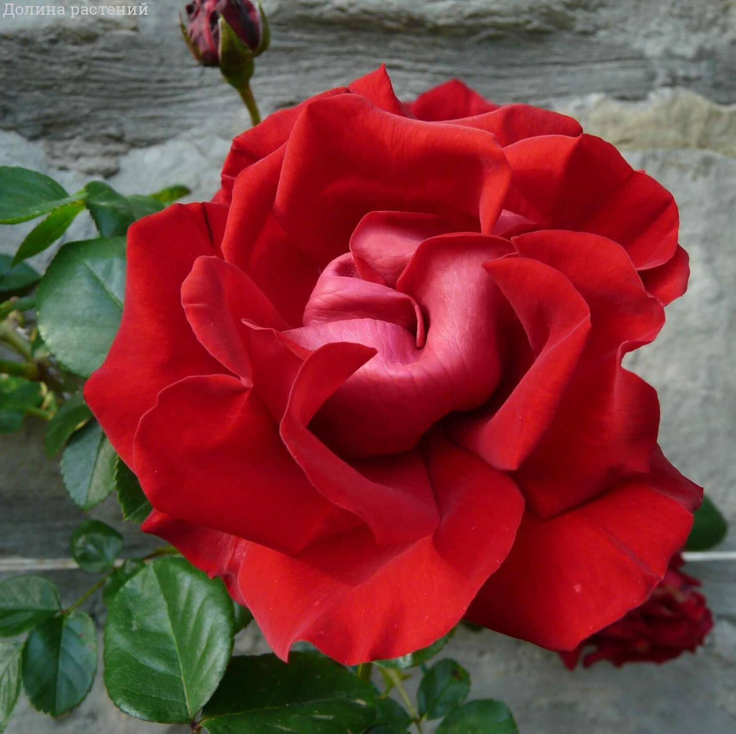 Роза Сантана в горшке - Dolinasad.by