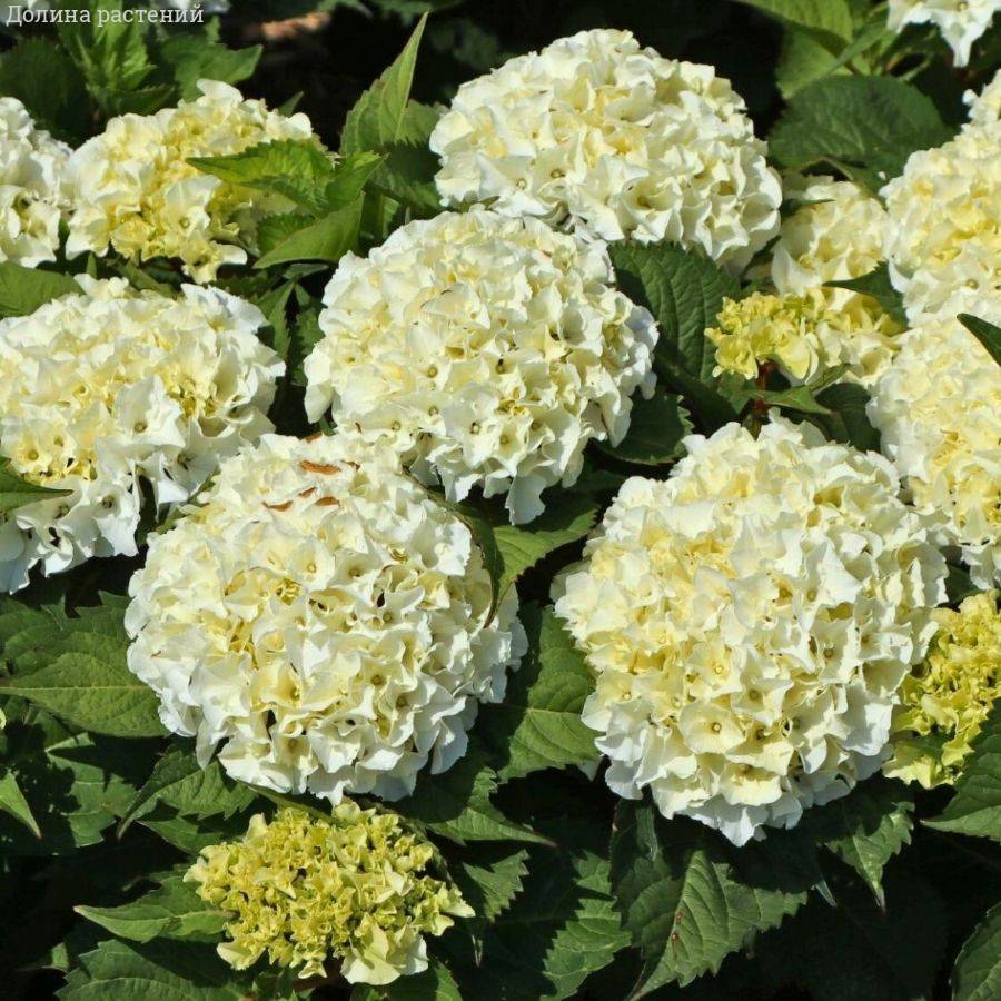 Гортензия крупнолистная Айс Бой, С2 - Dolinasad.by