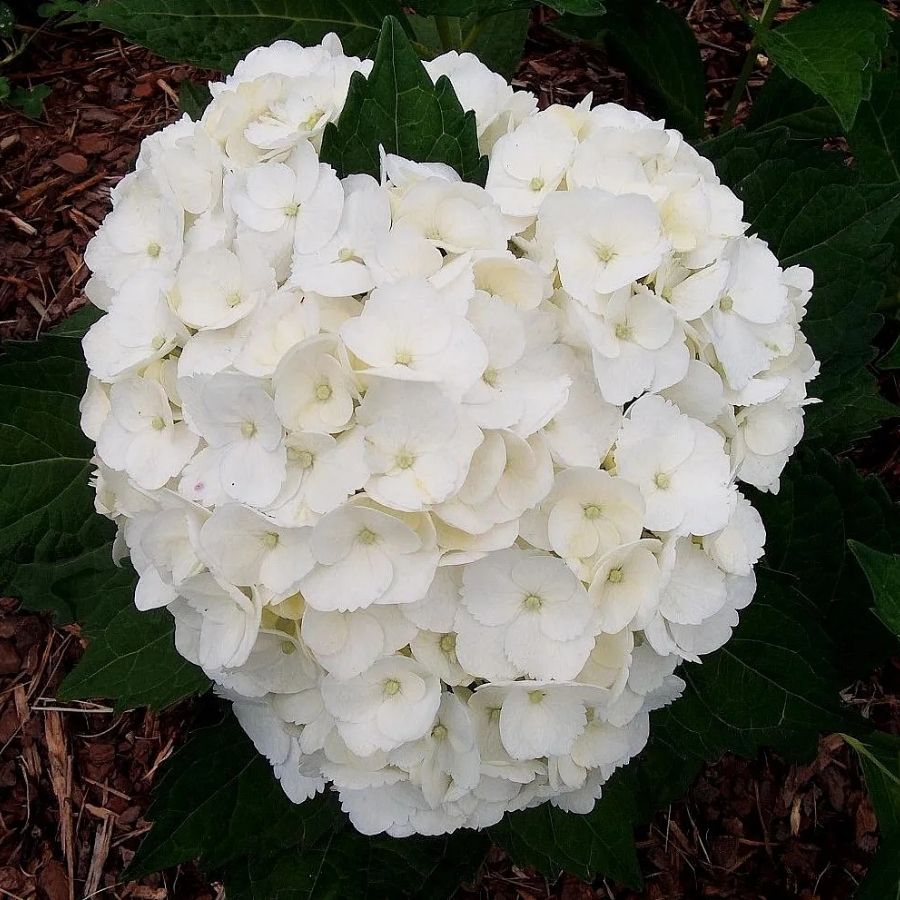 гортензия крупнолистная Мадам Эмиль Мулье, С2 - Dolinasad.by