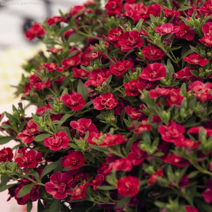 Калибрахоа Алоха Дабл Ред - Dolinasad.by