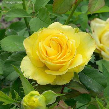 Роза Соуза в горшке - Dolinasad.by