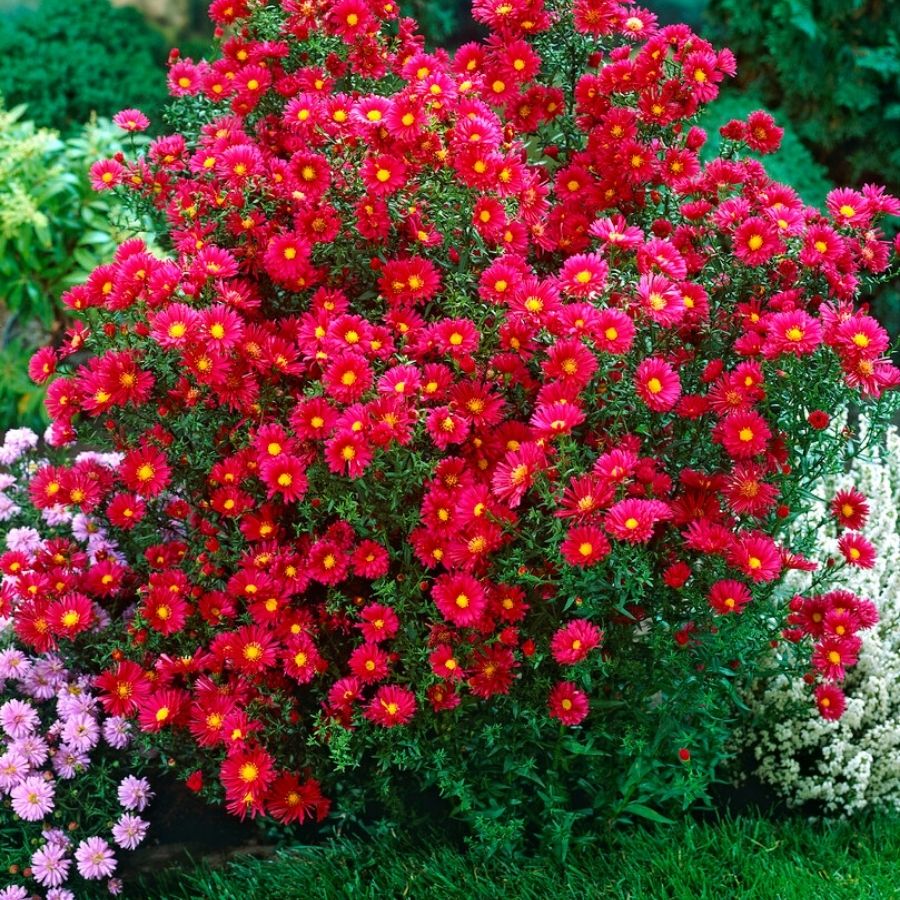 Астра новоанглийская Кримсон Брокад - Dolinasad.by