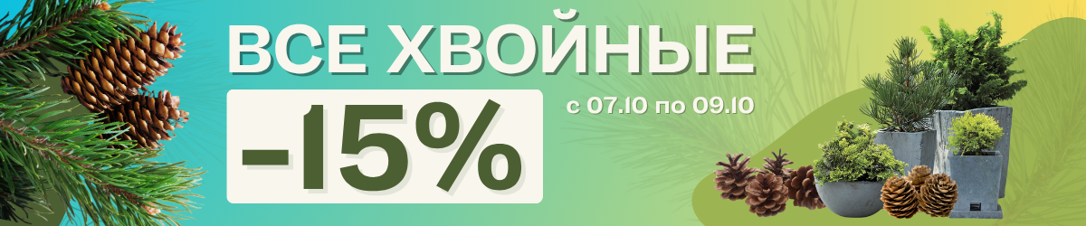 хвойные