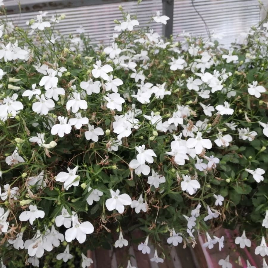 Лобелия Анабель Шоу Вайт - Dolinasad.by