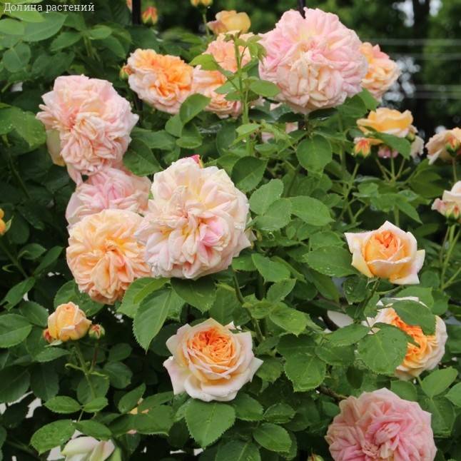 Роза Алхимик в горшке - Dolinasad.by