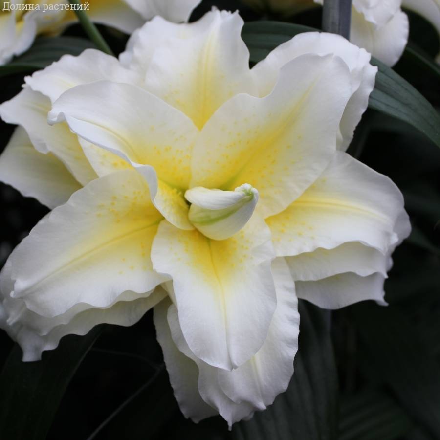 Лилия Роузлили Людвина Лилия Роузлили Людвина - Dolinasad.by