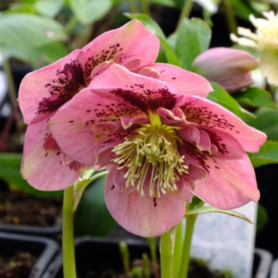 Морозник Пинк Спот - Dolinasad.by