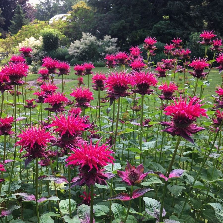 Монарда Разберри Вайт - Dolinasad.by