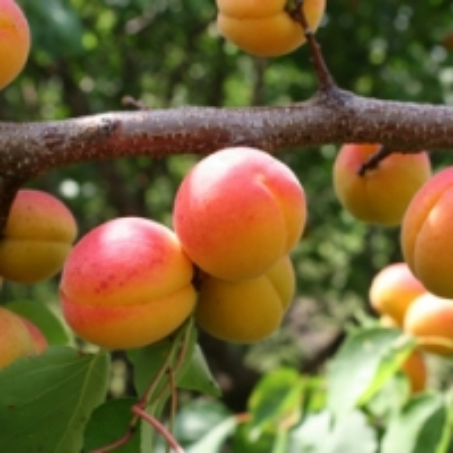 Абрикос Новосадская - Dolinasad.by