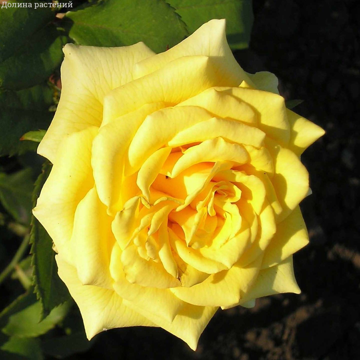 Роза Ландора в горшке - Dolinasad.by