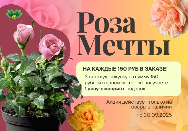 Роза мечты! Получи свою розу в подарок при заказе от 150 руб! ЗАВЕРШЕНА