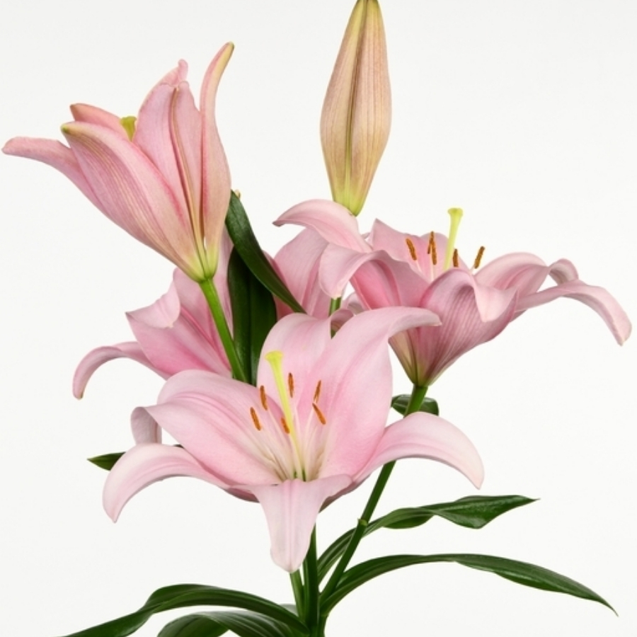 Лилия Лексингтон - Dolinasad.by