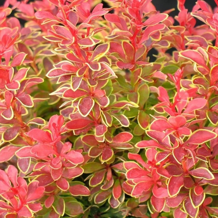 Барбарис Тунберга Оранж Санрайз, С3 - Dolinasad.by