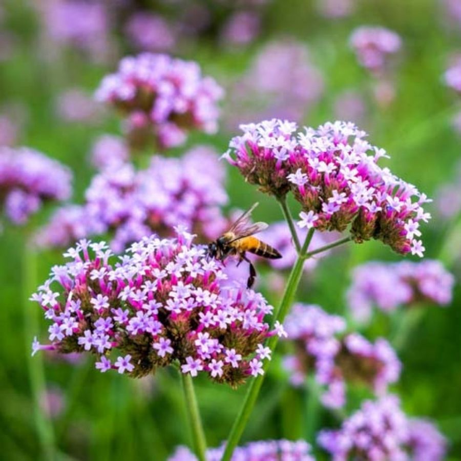 Вербена бонарская Лоллипоп - Dolinasad.by